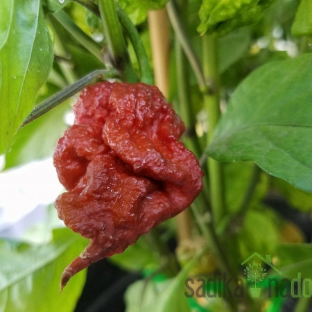 Feferon čili Carolina Reaper Chocolate