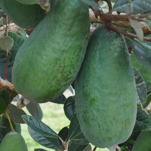 Feijoa / Fejoja Apollo (Feijoa sellowiana)
