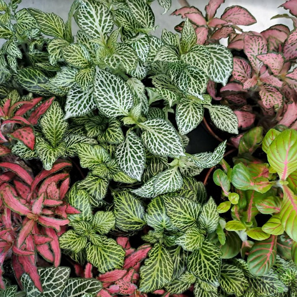 Fitonija (Fittonia sp.)