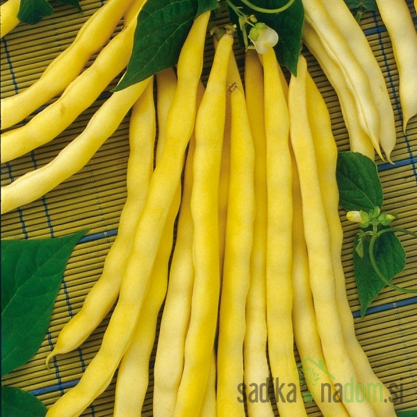 Sjeme Grah Golden Teepee