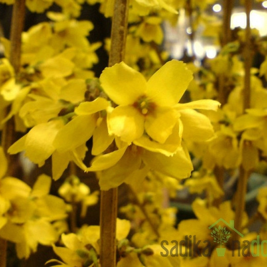 Forzicija  Goldrausch (Forsythia intermedia)