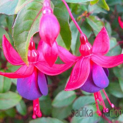 Fuksija (Fuchsia sp.)