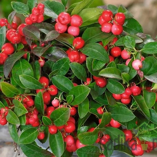 Obična gaulterija (Gaultheria Procumbens) - ZIMZELENA