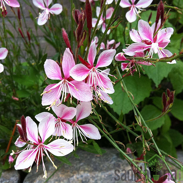 Gaura (Gaura lindheimeri)