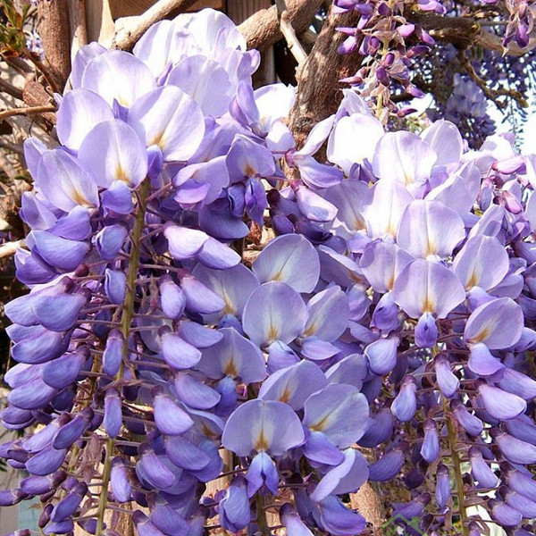 Glicinija Prolific (Wisteria sinensis)