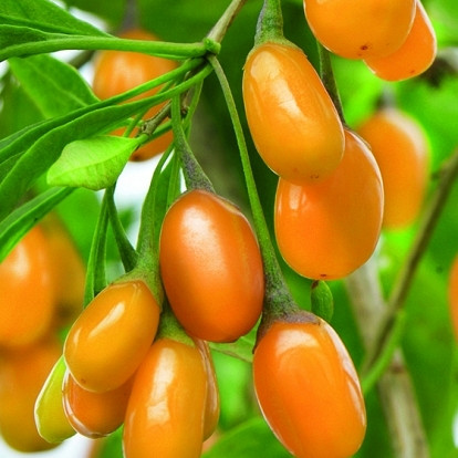 Goji bobice Amber Sweet