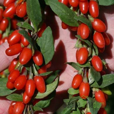Goji bobice Big