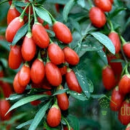 Goji jagoda Princess Tao