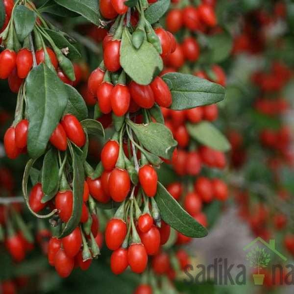 Goji jagoda Sweet Berry - slatkoga okusa