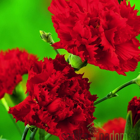 Gorenjski karanfil (dianthus sp.)