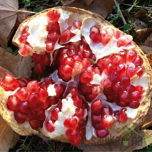 Šipak/nar/granat-jabuka Glavaš
