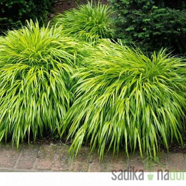 Ukrasna japanska trava Aureola (hakonechloa macra)