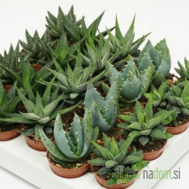 Havorcija (Haworthia) MIX