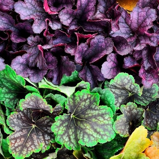 Hajhera (Heuchera)