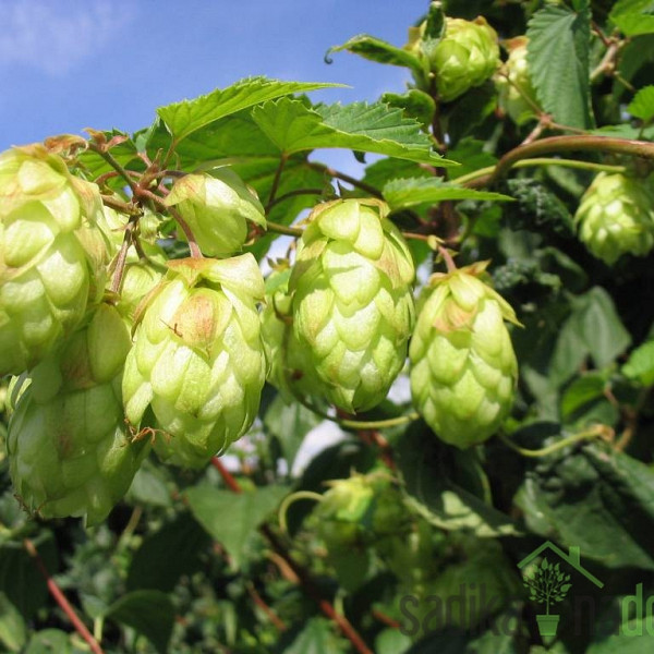 Hmelj Nordbrau