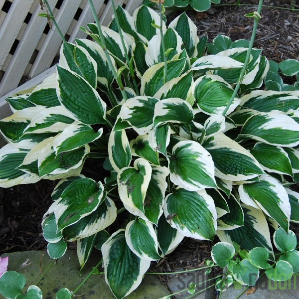 Hosta