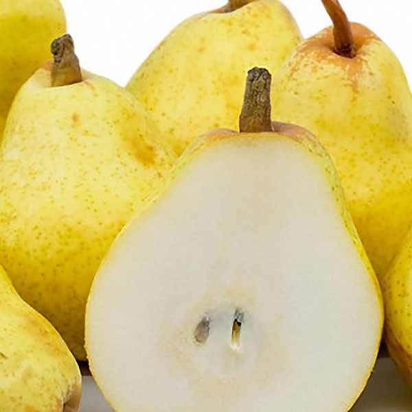 Kruška Kiferova / Citronka