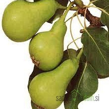 Kruška Petrovka / Nagowitz