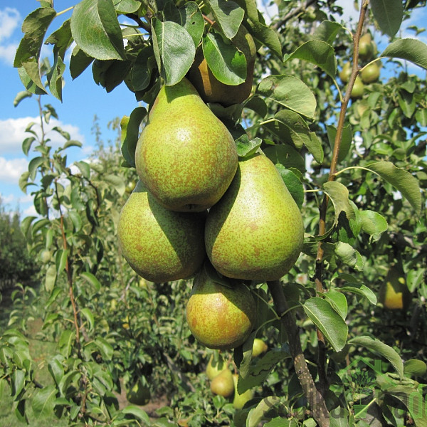 Kruška Nojobrskaja/ Novembra