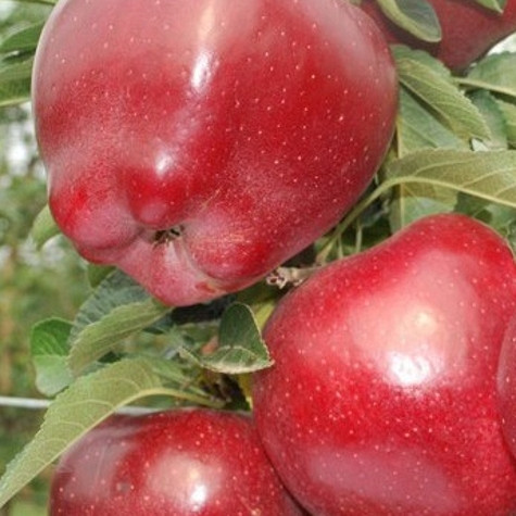 Jabuka Top Red - po našem mišljenju jedna od najboljih