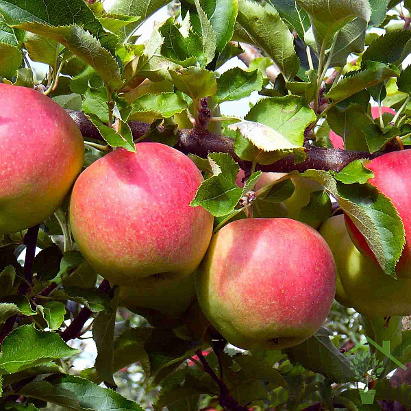 Stubasta jabuka Pompink