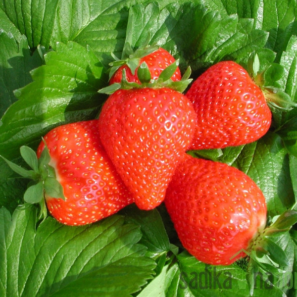 Jagoda jednorodna Clery - JEDNORODNA