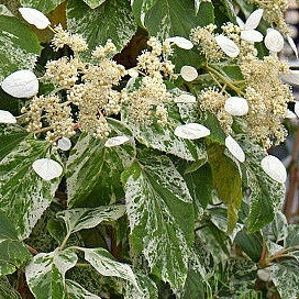 Japanska hortenzija Burst of Light (Hydragea hydrangeoides)
