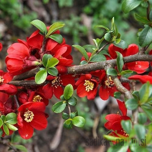 Japanska dunja Superba Crimson and Gold