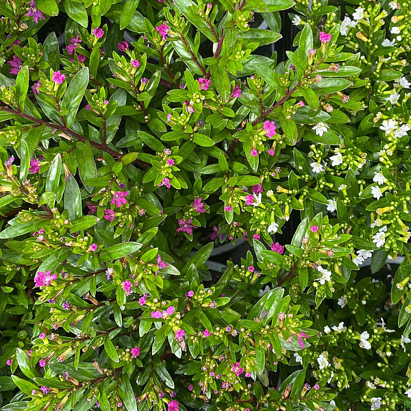 Kufeja - UKRASNA ( Cuphea)