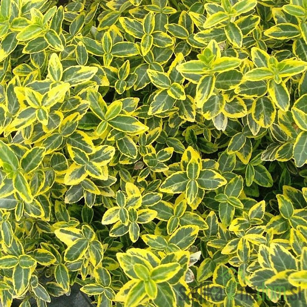 Japanska kurika Marieke (Euonymus Japonicus)