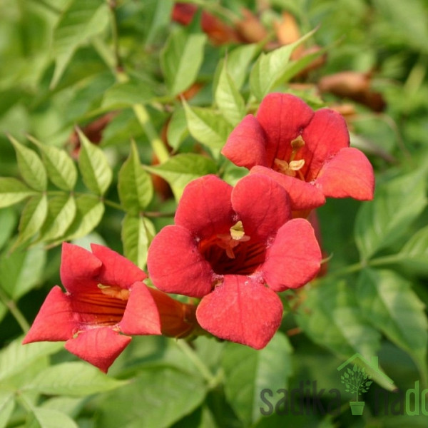 Jasminova truba Flamenco