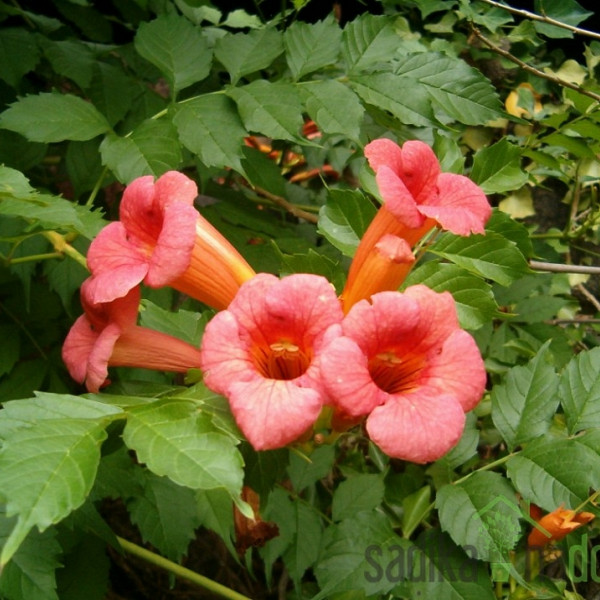 Jasminova truba Gabor (Campsis Radicans) 