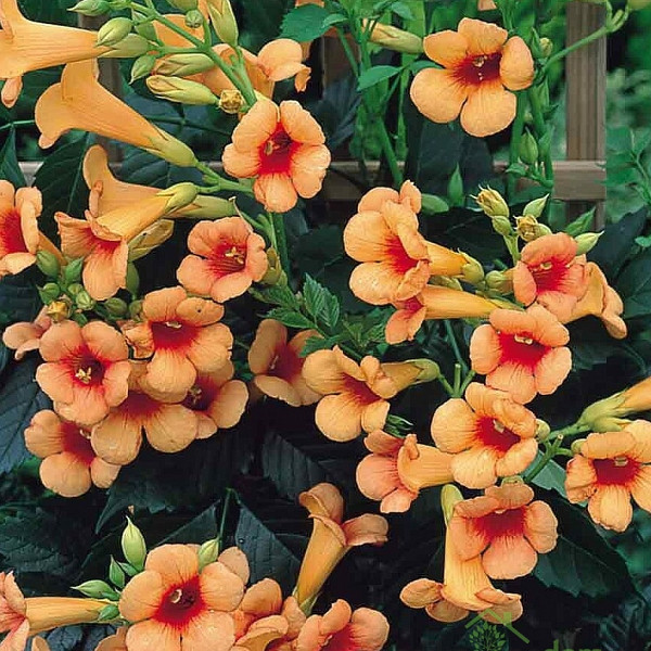 Trubasta lozica Indian Summer (Campsis tagliabuana)