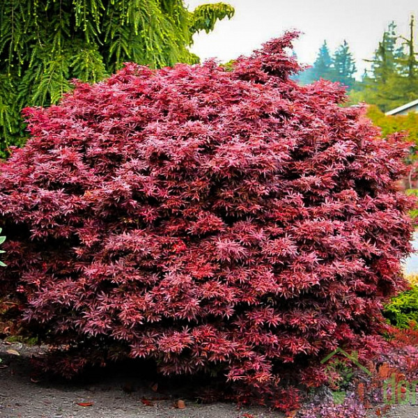 Javor dlanolisni Shaina (Acer Palmatum)