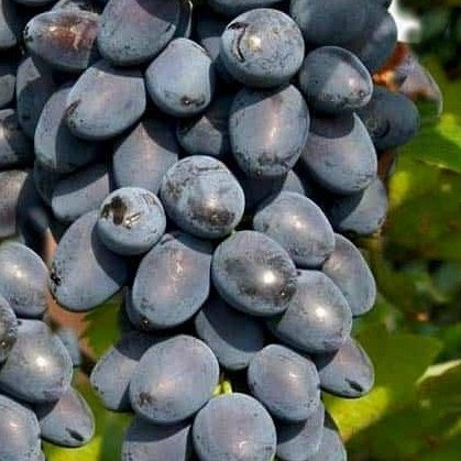 Vinova loza Jupiter Kishmish - bez koštica