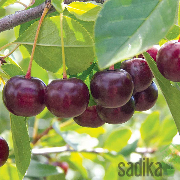 Kanadska grmolika višnja - VRLO SLATKA 