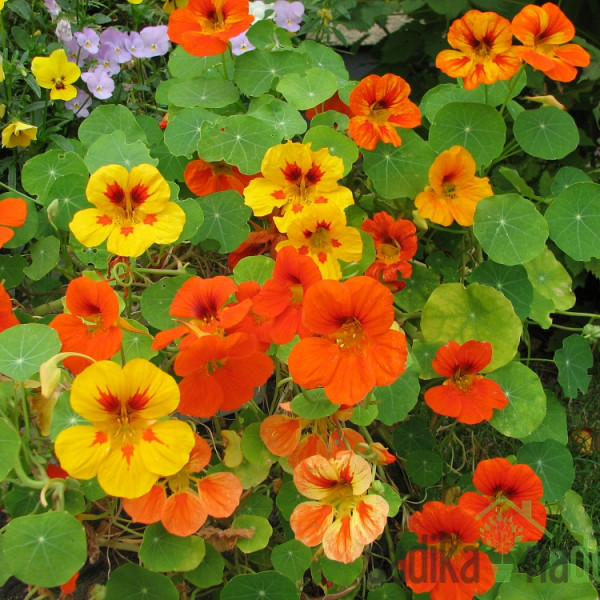 Sjeme Dragoljub / Kapucinka niski - mješavina