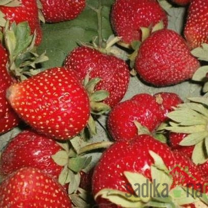 Jagoda višerodna Murano - OPĆENITO OTPORNA