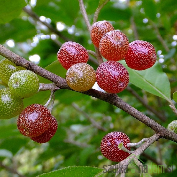 Amoroso - Elaeagnus Umbellata