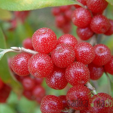 Sweet'n'Sour - Elaeagnus Umbellata