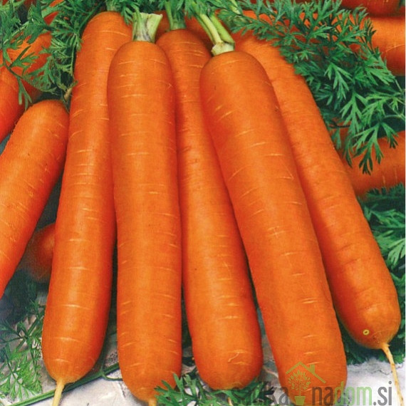 Sjeme Mrkva Duga tupa bez srca