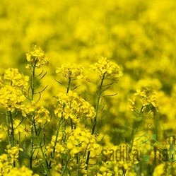 Sjeme Krmna uljana repica Daniela