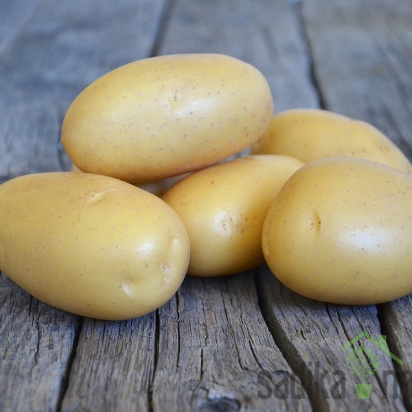Sjemenski krumpir Queen Anne