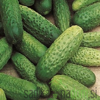 Sjeme krastavci National 637