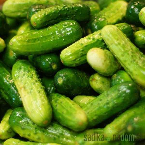 Sjeme Krastavci za zimnicu Pariški kornišon