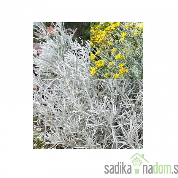Smilje (Helichrysum italicum) / Curry