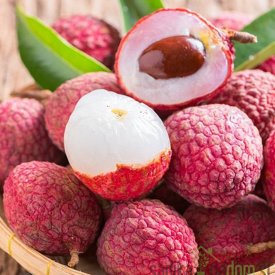 Liči (Litchi chinensis)