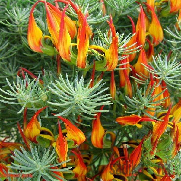 Lotus (Lotus berthelotii)