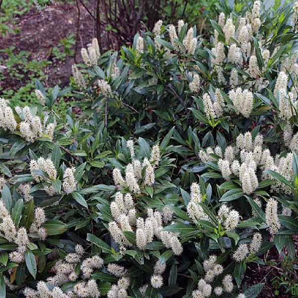 Lovorvišnja Otto Lukyken (Prunus laurocerasus)