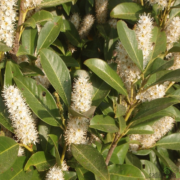 Lovorvišnja Rotundifolia (Prunus laurocerasus)